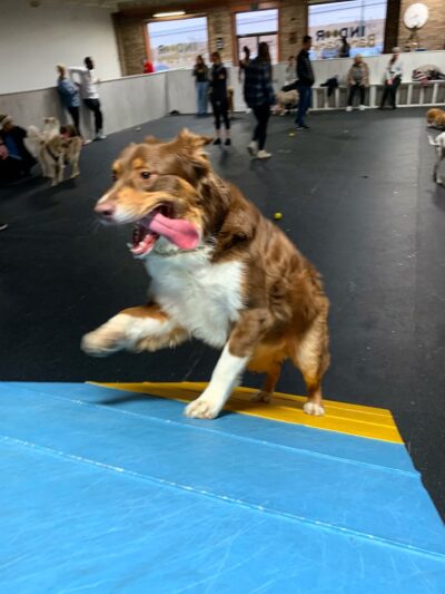 Indy's Indoor Bark Park - Indianapolis, IN
