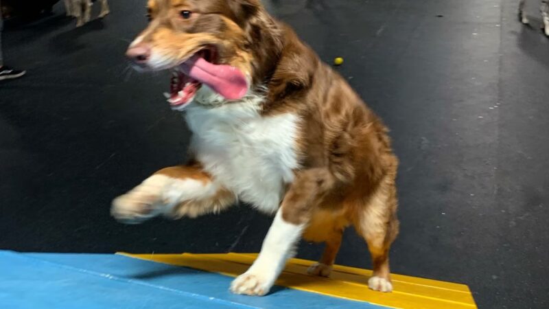 Indy's Indoor Bark Park - Indianapolis, IN