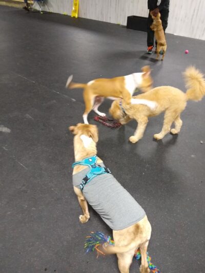 Indy's Indoor Bark Park - Indianapolis, IN