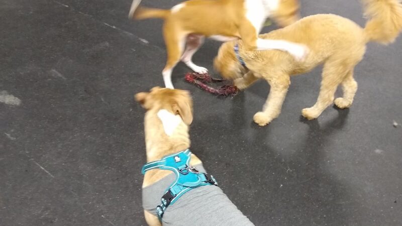 Indy's Indoor Bark Park - Indianapolis, IN