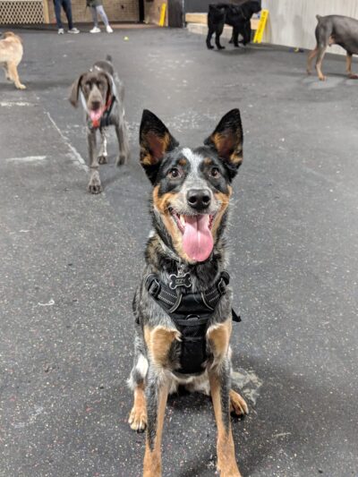 Indy's Indoor Bark Park - Indianapolis, IN