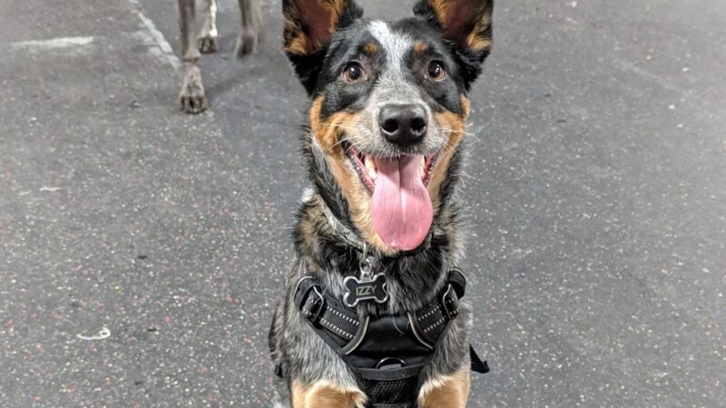Indy's Indoor Bark Park - Indianapolis, IN