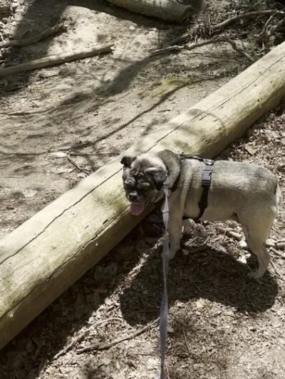 Marott Woods Nature Preserve - Indianapolis, IN