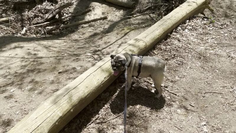 Marott Woods Nature Preserve - Indianapolis, IN