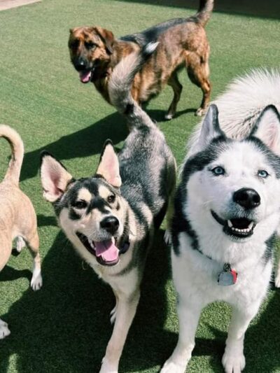 Puppy Playground - Indianapolis, IN