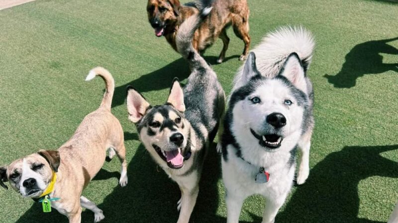 Puppy Playground - Indianapolis, IN