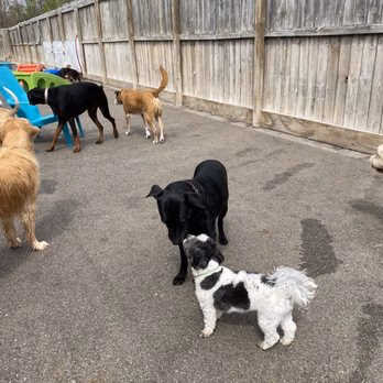 Puppy Playground - Indianapolis, IN