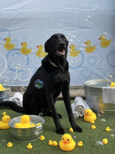 Puppy Playground - Indianapolis, IN