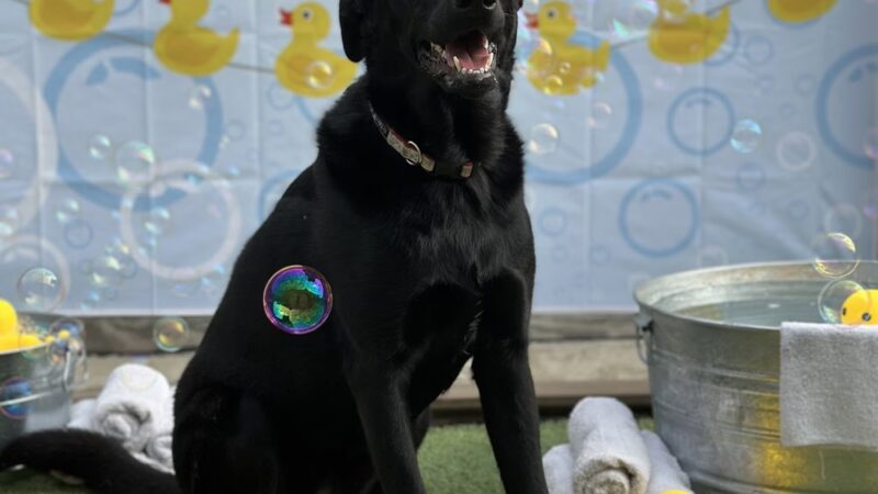 Puppy Playground - Indianapolis, IN