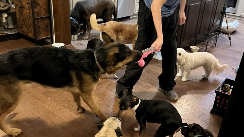 The Dog House at Edgewood - Indianapolis, IN