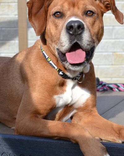 The Dog Park Company - Indianapolis, IN