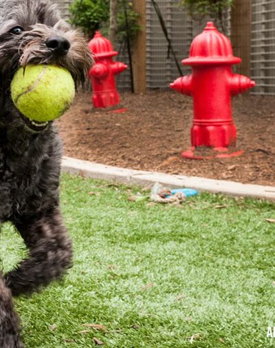 The Dog Park Company - Indianapolis, IN