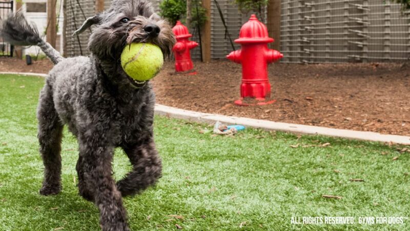 The Dog Park Company - Indianapolis, IN