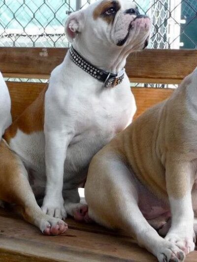 Glen's Dog Inn - Inglewood, CA