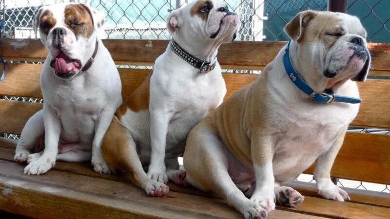 Glen's Dog Inn - Inglewood, CA