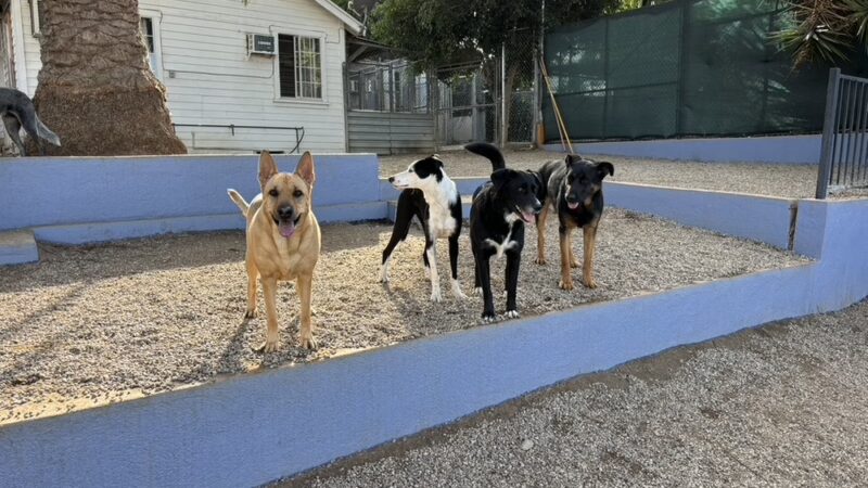 Glen's Dog Inn - Inglewood, CA