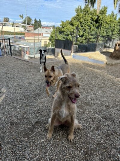 Glen's Dog Inn - Inglewood, CA