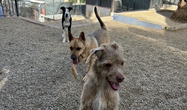 Glen's Dog Inn - Inglewood, CA