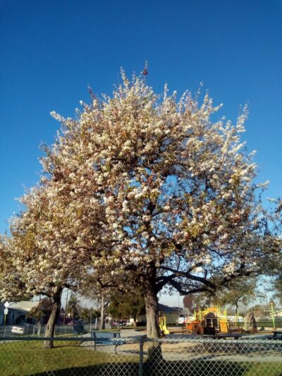 North Park - Inglewood, CA