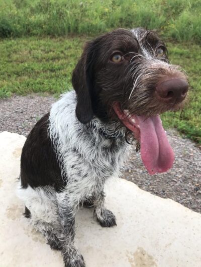 Heritage Village Park - Inver Grove Heights, MN