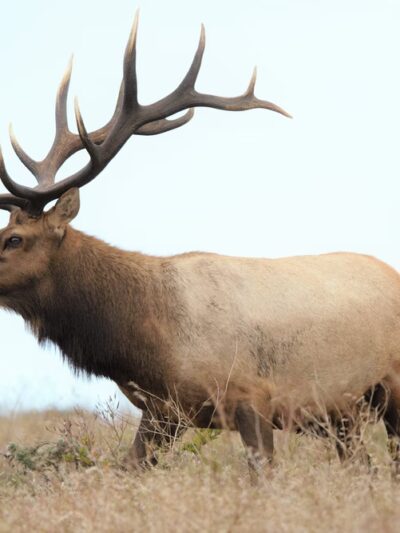 Elk Reserve - Inverness, CA