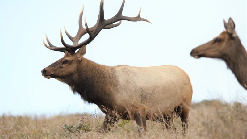 Elk Reserve - Inverness, CA