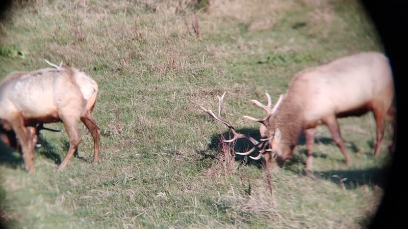 Elk Reserve - Inverness, CA