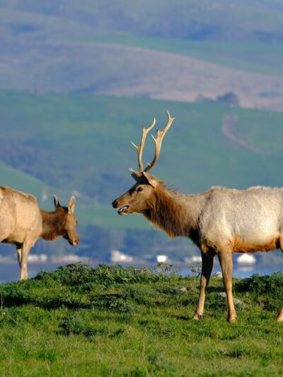 Elk Reserve - Inverness, CA