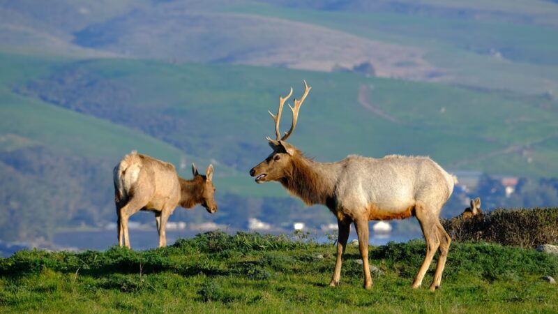 Elk Reserve - Inverness, CA