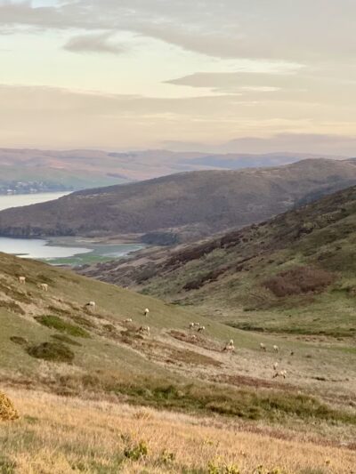 Tomales Point Trailhead - Inverness, CA