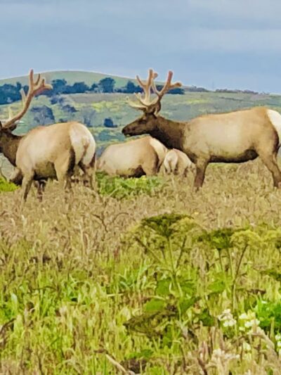 Tomales Point Trailhead - Inverness, CA