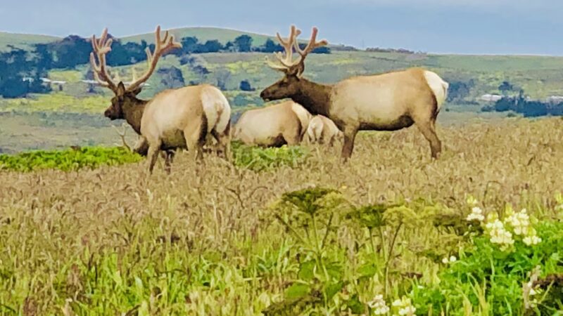 Tomales Point Trailhead - Inverness, CA