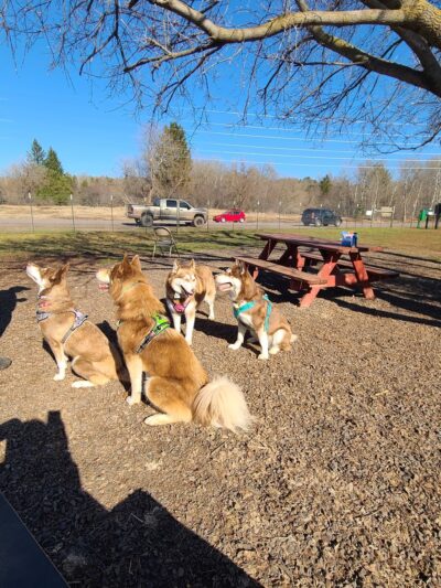 Iron King Dog Park - Ironwood, MI