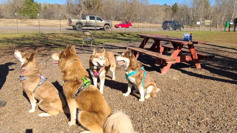 Iron King Dog Park - Ironwood, MI
