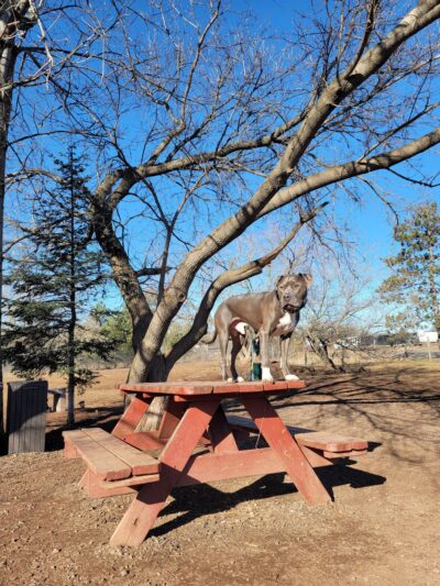 Iron King Dog Park - Ironwood, MI