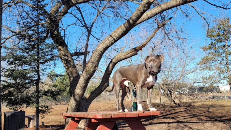 Iron King Dog Park - Ironwood, MI