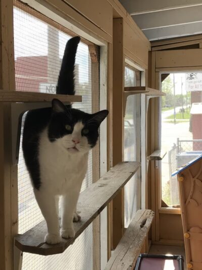 Iroquois County Animal Rescue - Iroquois, IL