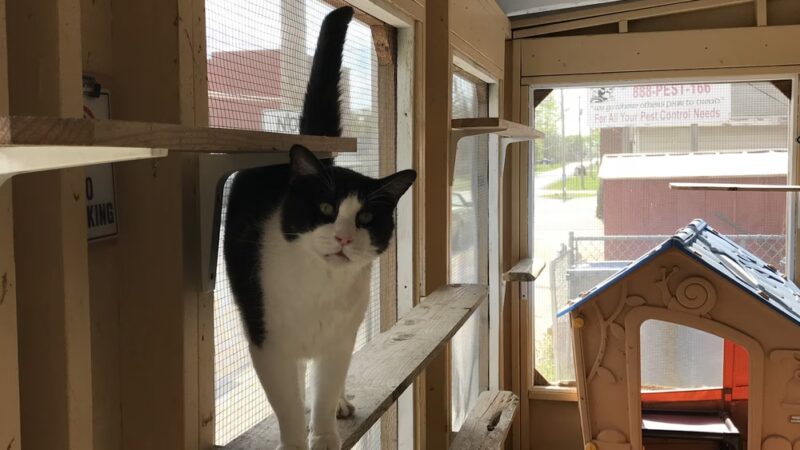 Iroquois County Animal Rescue - Iroquois, IL