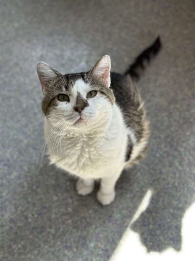 Iroquois County Animal Rescue - Iroquois, IL