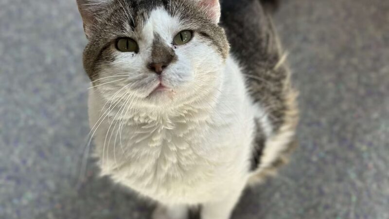 Iroquois County Animal Rescue - Iroquois, IL