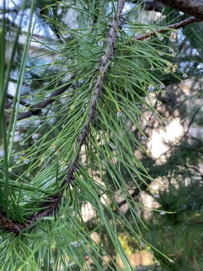 Woodflower Park - Irvine, CA