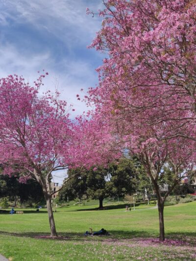 Aldrich Park - Irvine, CA