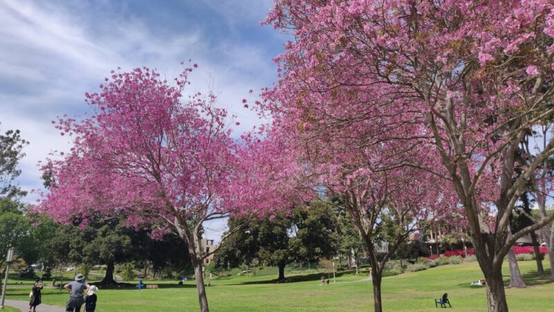 Aldrich Park - Irvine, CA