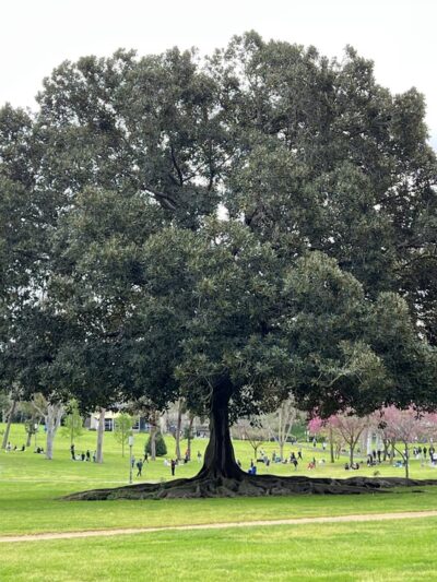 Aldrich Park - Irvine, CA