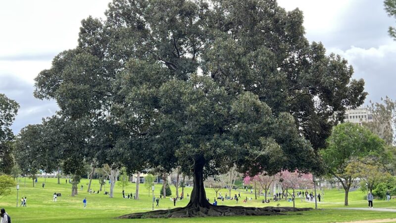 Aldrich Park - Irvine, CA