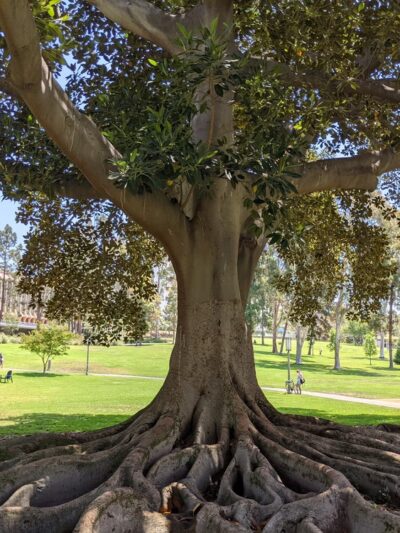 Aldrich Park - Irvine, CA