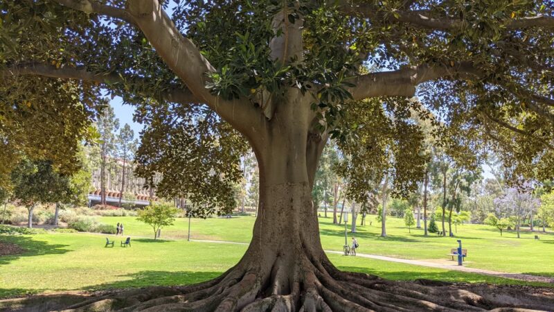 Aldrich Park - Irvine, CA