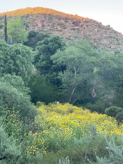 Chaparral Park - Irvine, CA