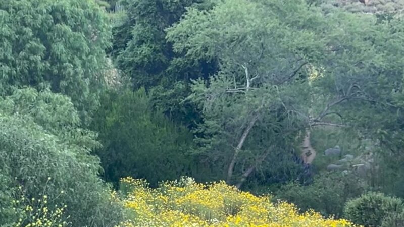 Chaparral Park - Irvine, CA