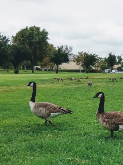 College Park - Irvine, CA